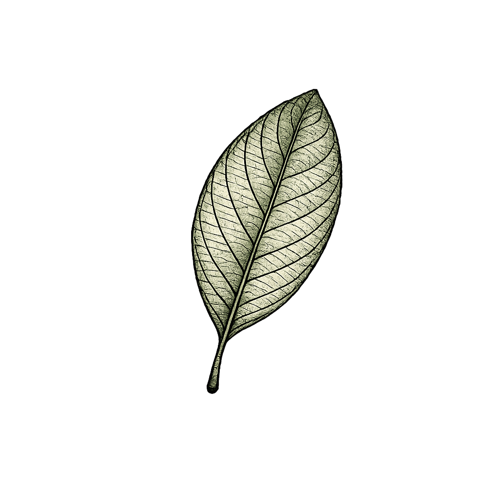 Feuille de goyavier